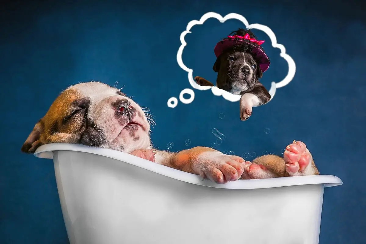 perro en una bañera relajándose pensando en una perrita