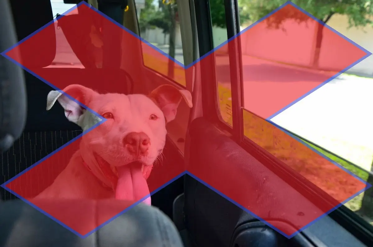 Perrito encerrado en coche