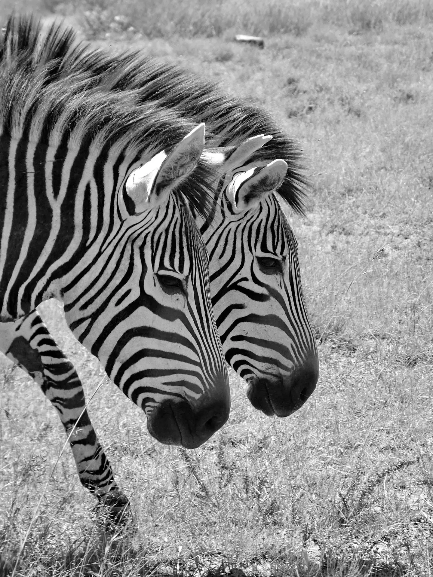 imagen en blanco y negro de dos cebras pastando