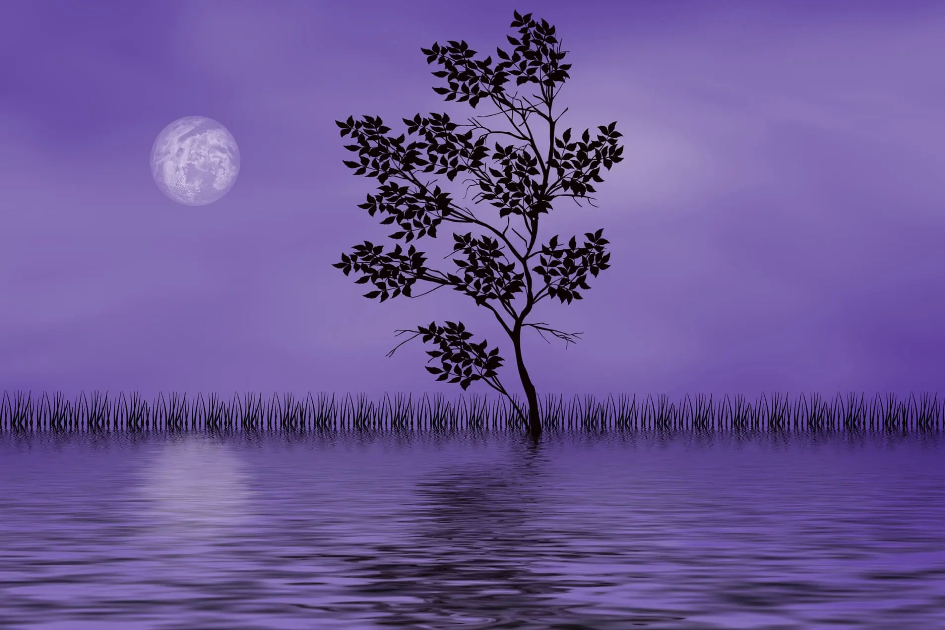 puesta de sol en violeta sobre un agua y una planta