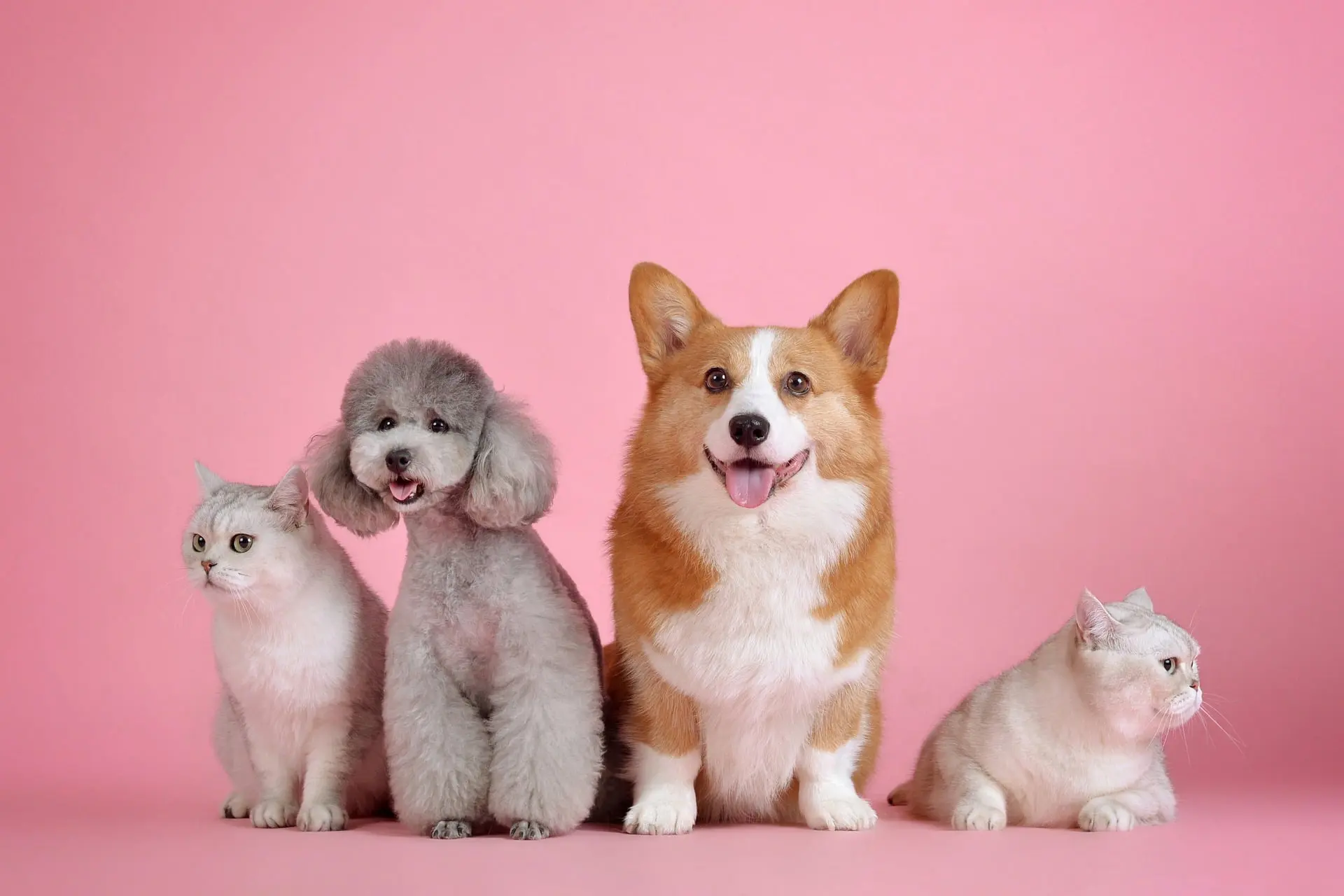 Perrito